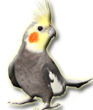 Cockatiel