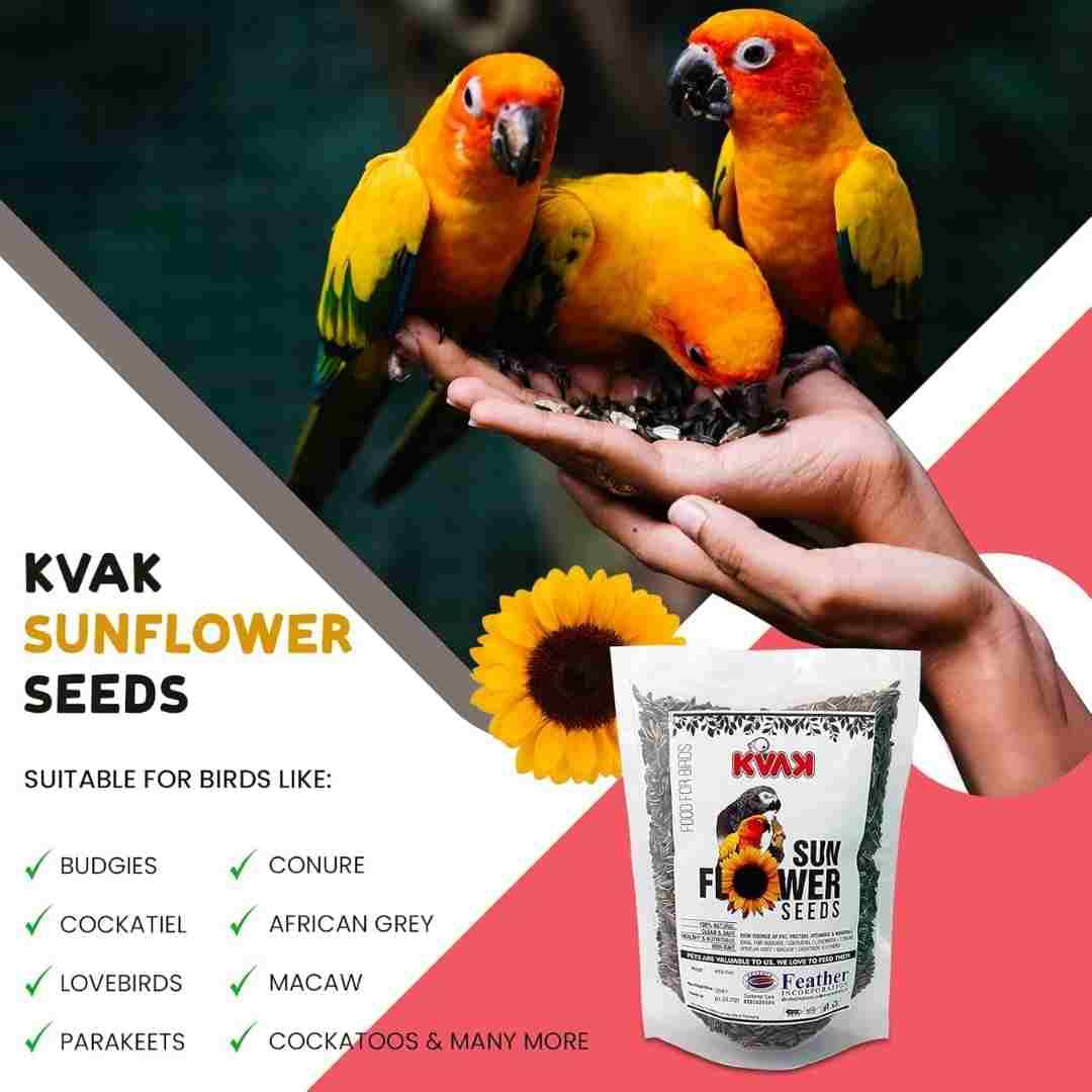 KVAK Sunflower Seeds for Birds Cockatiel, Parakeets, Conure, African Grey, Macaw - 450 GM - Image 6